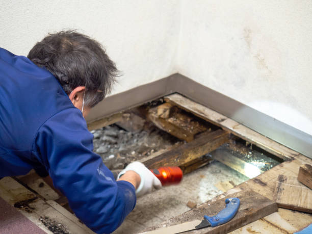 Best Post-Flood Mold Remediation in Augusta, GA