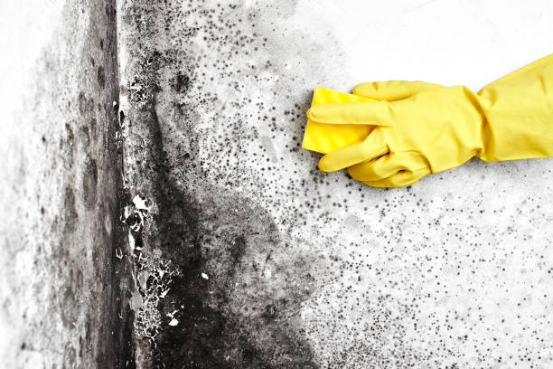 Best Insurance-Related Mold Remediation in Augusta, GA