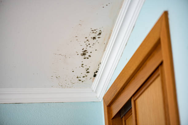 Best Commercial Mold Remediation in Augusta, GA