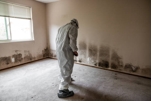 Best Residential Mold Remediation in Augusta, GA