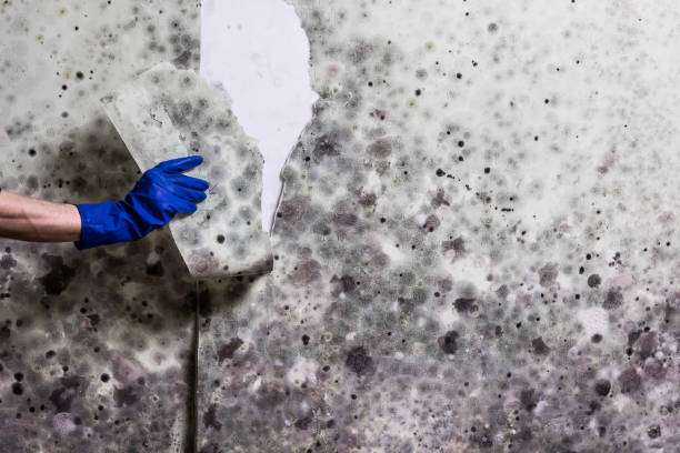 Best HVAC Mold Remediation in Augusta, GA