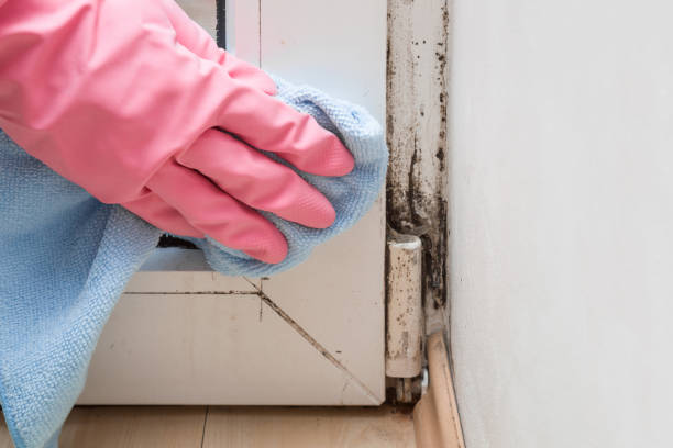 Best Black Mold Remediation in Augusta, GA