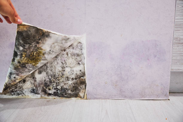 Best Residential Mold Remediation in Augusta, GA